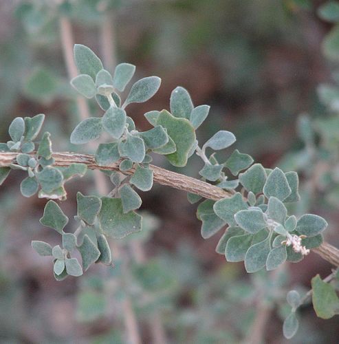 Atriplex amnicola